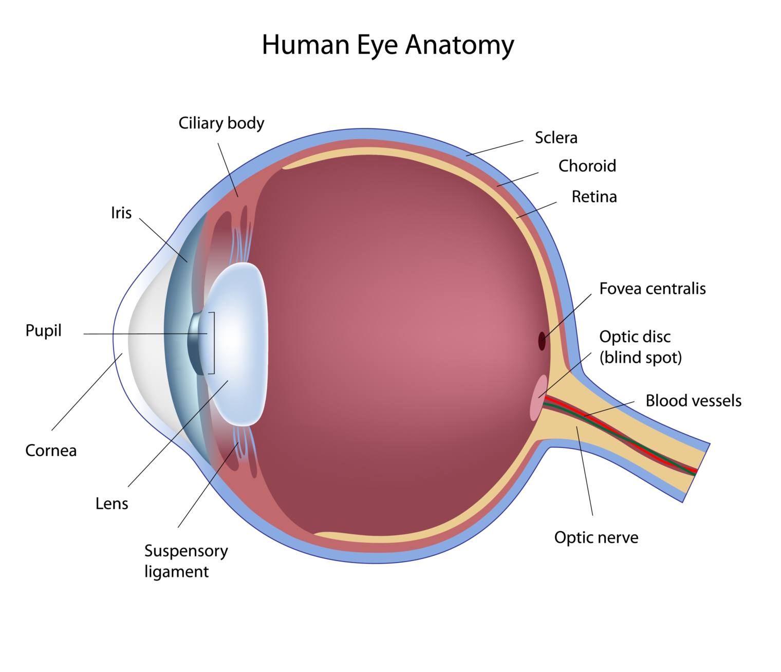 Eye Disorders - Titusville Acupuncture